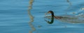 Great cormoran, bird Royalty Free Stock Photo