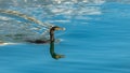 Great cormoran, bird Royalty Free Stock Photo