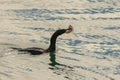 Great cormoran, bird Royalty Free Stock Photo