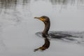 Great cormoran Royalty Free Stock Photo