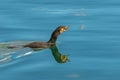 Great cormoran Royalty Free Stock Photo