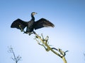 Great cormorant Royalty Free Stock Photo