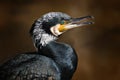 Great Cormorant Royalty Free Stock Photo