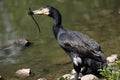 Great cormorant Royalty Free Stock Photo