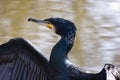 Great cormorant Royalty Free Stock Photo