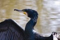 Great cormorant