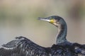 Great Cormorant on the baks of Lake Nakuru in Kenya
