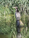 Great Cormorant bird Royalty Free Stock Photo