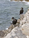 Great Cormorant Birds in Croatia Royalty Free Stock Photo