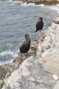 Great Cormorant Birds in Croatia Royalty Free Stock Photo
