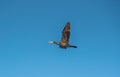 Great Cormorant Birds Fly Sky Royalty Free Stock Photo