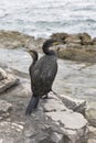 Great Cormorant Birds in Istria, Croatia Royalty Free Stock Photo