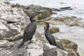 Great Cormorant Birds in Istria, Croatia Royalty Free Stock Photo