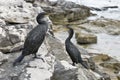 Great Cormorant Birds in Istria, Croatia Royalty Free Stock Photo