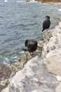 Great Cormorant Birds in Istria, Croatia Royalty Free Stock Photo