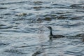 The great cormorant, a black piscivorous bird