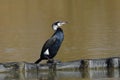 The great cormorant in breeding plumage