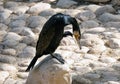 Great cormorant or Cormoran lat.Phalacrocorax carbo
