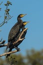 Great cormorant