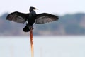 Great cormorant dries its wings Royalty Free Stock Photo