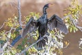 A Great Cormorant Drying Its Wings