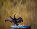 Great cormorant drying up Royalty Free Stock Photo