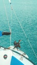 Great cormorant drying wings on a fishing boat