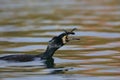 Great Cormorant eat a large fish