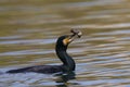 Great Cormorant eat a large fish