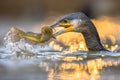 Great cormorant eating Black Bullhead fish