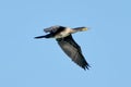Great Cormorant in flight Royalty Free Stock Photo