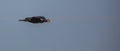 Great Cormorant in flight