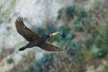 A Great Cormorant flying in front of the cliffs