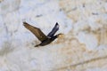 A Great Cormorant flying in front of the cliffs