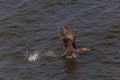 Great cormorant flying off the water Royalty Free Stock Photo