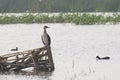 Great Cormorant Perching on Bamboo Structure