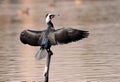 Great cormorant Royalty Free Stock Photo