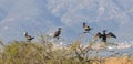 Great Cormorant Group Spotted at Aiguamolls de l`Emporda