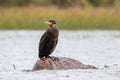 Great cormorant in heavy autumn rain Royalty Free Stock Photo