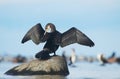 Great cormorant Royalty Free Stock Photo