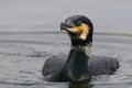 Great Cormorant on a lake in Danube Delta Royalty Free Stock Photo