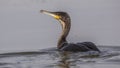 Great Cormorant in Lake