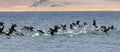 Great Cormorant Lake in northwestern Mongolia Royalty Free Stock Photo