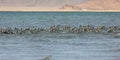 Great Cormorant Lake in northwestern Mongolia Royalty Free Stock Photo