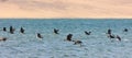 Great Cormorant Lake in northwestern Mongolia Royalty Free Stock Photo