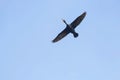 Great Cormorant in Flight