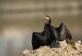 Great Cormorant looking to the camera Royalty Free Stock Photo