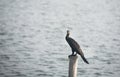 A great cormorant large black water bird, standing on stump. Waiting for next catching fish.