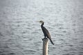 A great cormorant large black water bird, standing on stump. Waiting for next catching fish.