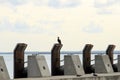 Great Cormorant resting along the Sado River in Troia, Portugal